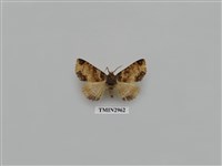 藏品(夜蛾334)的圖片